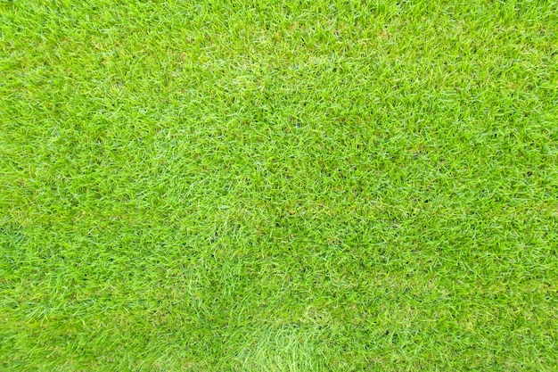 Top view of green grass background texture. | Free Photo