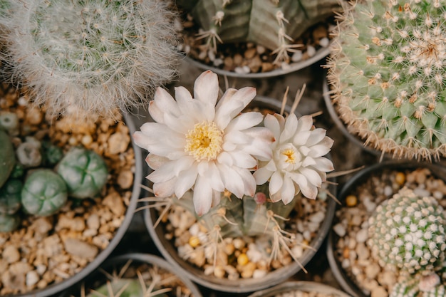 サボテンの花の上面図 白い花を持つgymnocalycium Mihanovichiiは ポット 多肉植物 サボテン サボテン科 樹木 耐乾性植物に咲いています プレミアム写真