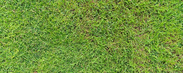 新鮮な春の緑の草の地面のテクスチャ自然な背景の上面図 プレミアム写真