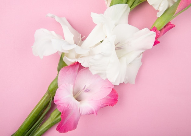 無料の写真 ピンクの背景に分離されたピンクと白の色のグラジオラス花のトップビュー