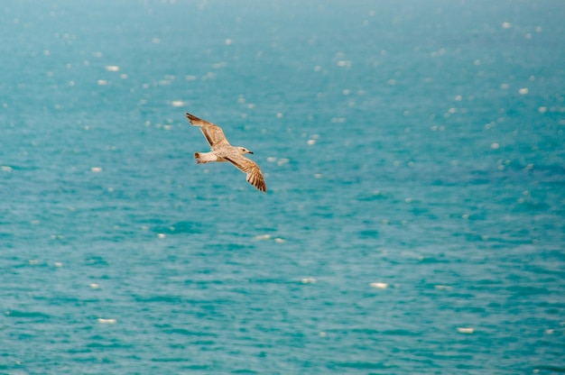飛んでいるカモメのシルエットの平面図 鳥は海の上を飛ぶ プレミアム写真