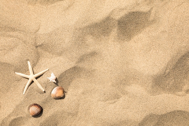 熱帯の砂浜のビーチでヒトデや貝殻のトップビュー プレミアム写真