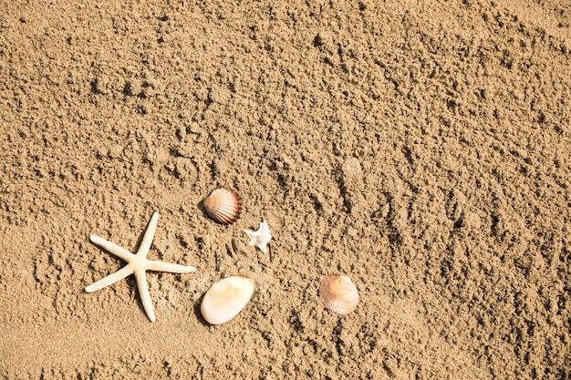 熱帯の砂浜のビーチでヒトデや貝殻のトップビュー 無料の写真
