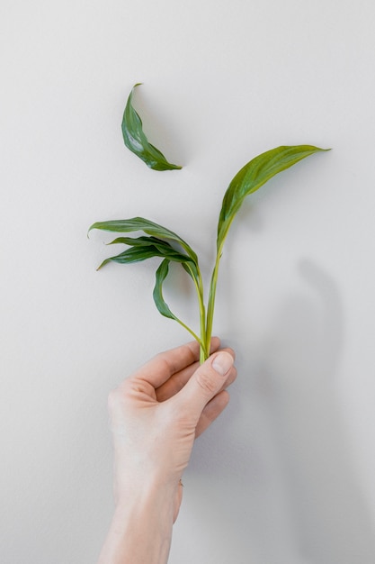 Free Photo | Top view person holding a plant on white background
