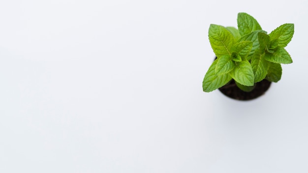 Potted Plant Top View Images | Free Vectors, Stock Photos & PSD