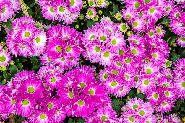 Premium Photo | Top view of purple florist mun flowers in flower field