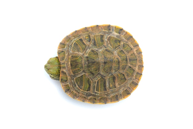 Premium Photo | Top view turtle in shell