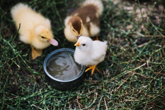 Top view of two ducklings with white chicks drinking water from bowl Free Photo