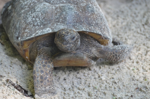 Premium Photo | Tortoise on a beach creeping along the sand.