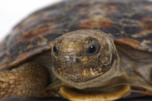 Free Photo | Tortoise head