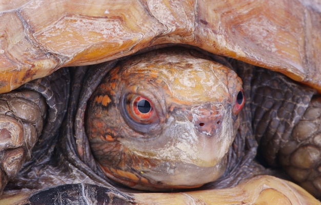 Premium Photo | Tortoise head