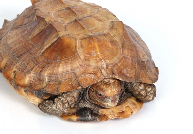 Tortoise in its shell | Free Photo