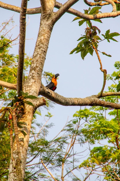 Premium Photo Toucan On Top Of A Tree In Rio De Janeiro