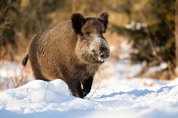 Premium Photo | Tough wild boar running on a snowy meadow covered in ...