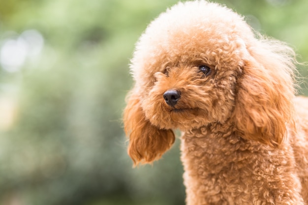 Toy poodle on grassy field Free Photo