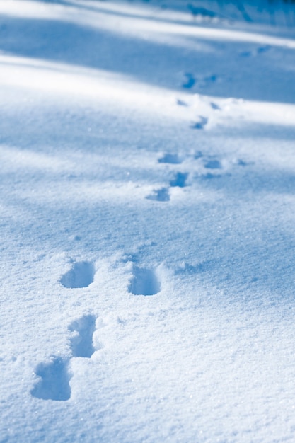 Premium Photo | Traces of a hare