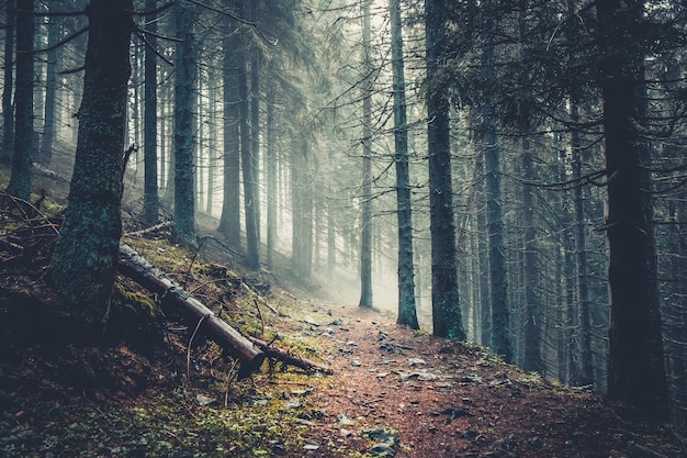 Premium Photo | Trail in a dark pine forest