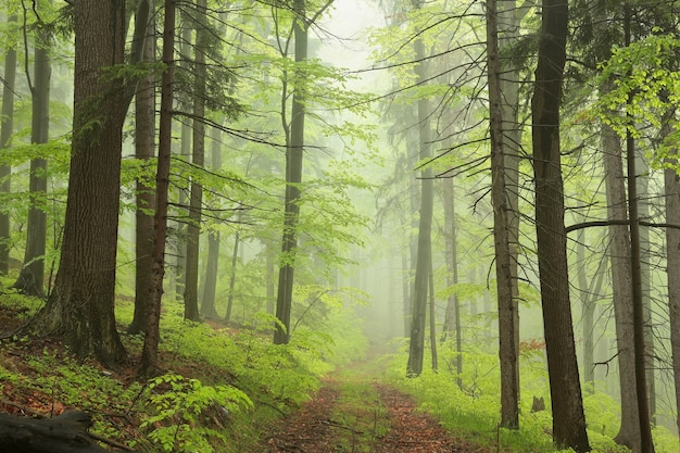 Premium Photo | Trail through the spring deciduous forest in foggy ...