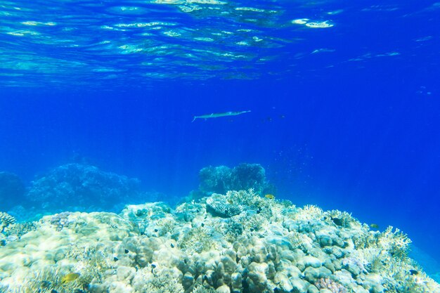 Premium Photo | Tranquil underwater scene with copy space