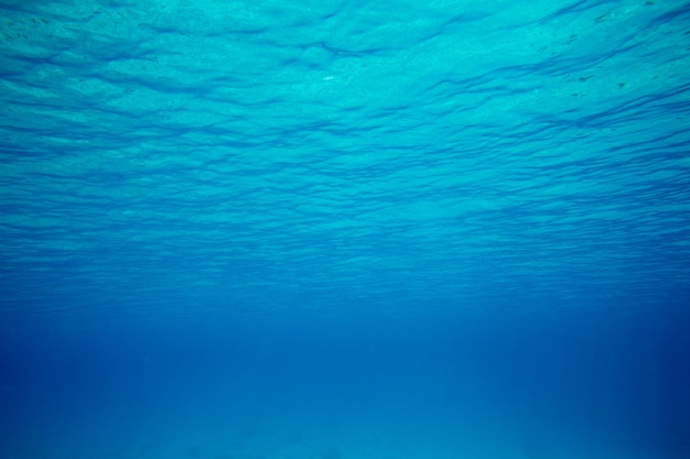 Premium Photo | Tranquil underwater scene with copy space