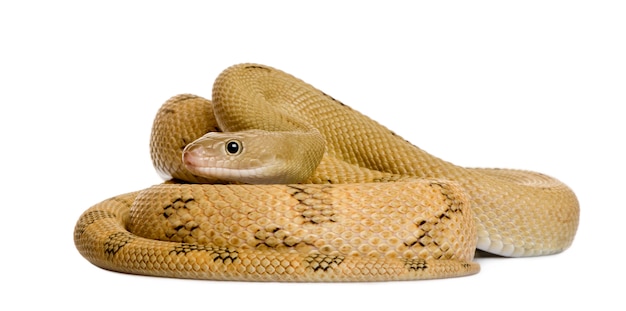 Premium Photo | Trans-pecos rat snake, bogertophis subocularis, curled up