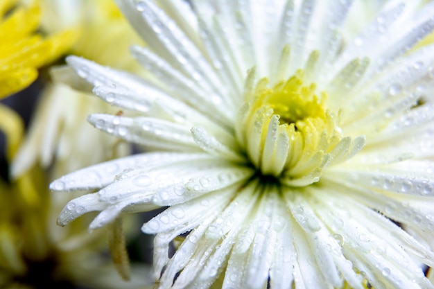 白い菊の花の花びらに透明な美しい水滴 クローズアップ マクロ プレミアム写真