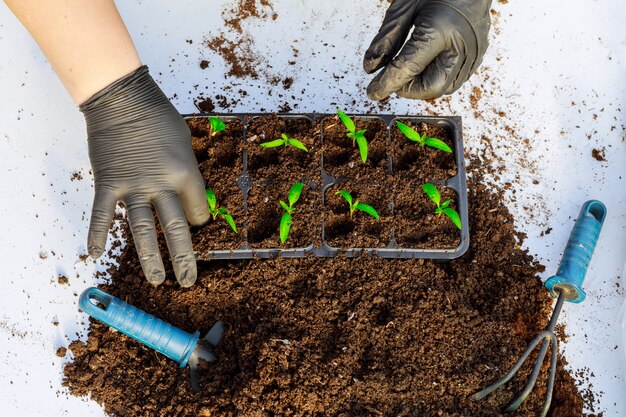 Premium Photo | Transplanting seedlings. transplanting young pepper ...