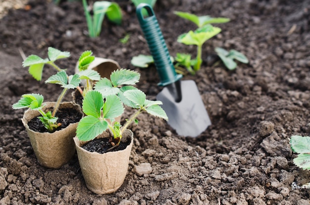 Premium Photo | Transplanting strawberry plants.