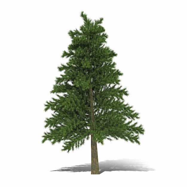 Premium Photo | Tree 3d rendering isolated