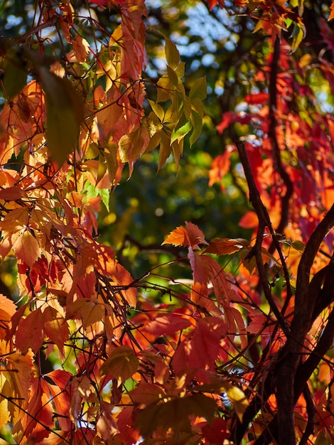 Tree Autumn Leaves Yellow Red Sky Branches Background