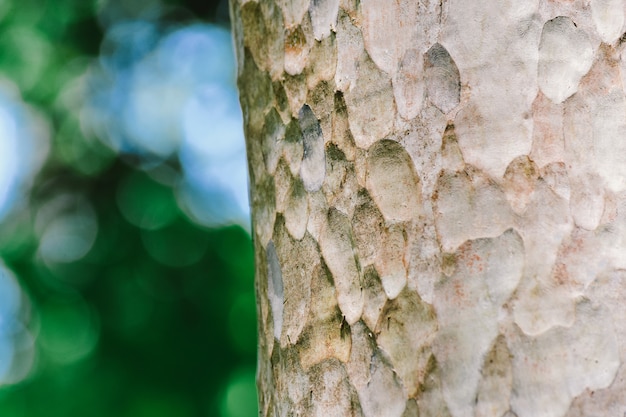 Tree bark in forest nature background Premium Photo