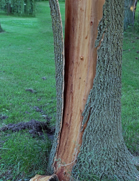 Free Photo Tree Bark Is Split From Trunk And Shattered After Being Struck By Lightning 