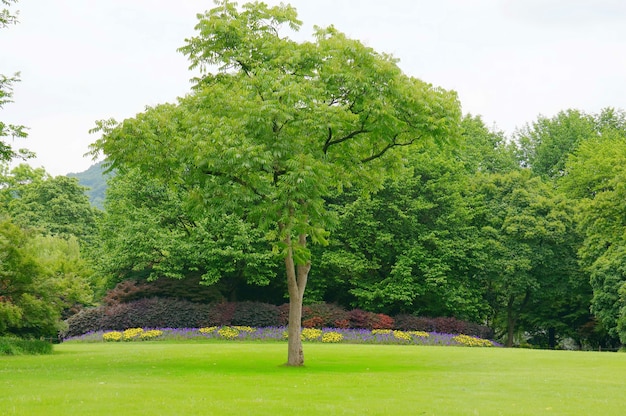 Tree in front of a garden Photo | Free Download