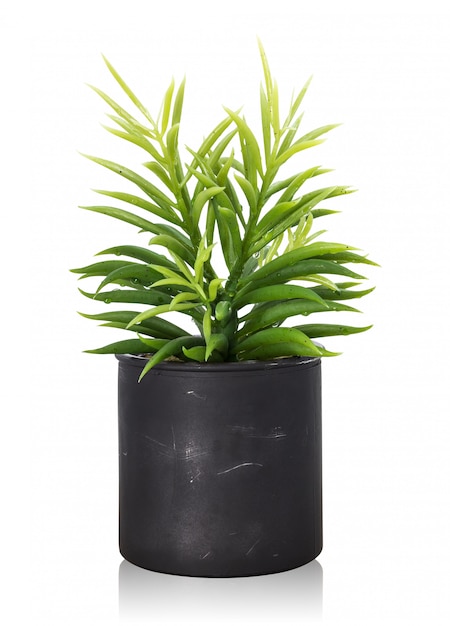 Premium Photo | Tree pot isolated on white background.