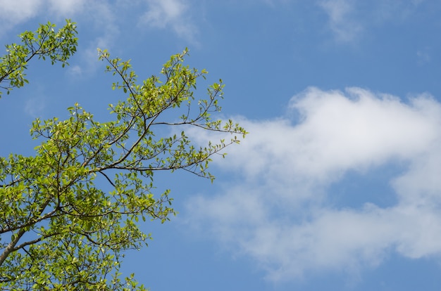 Premium Photo Tree On Sky Background