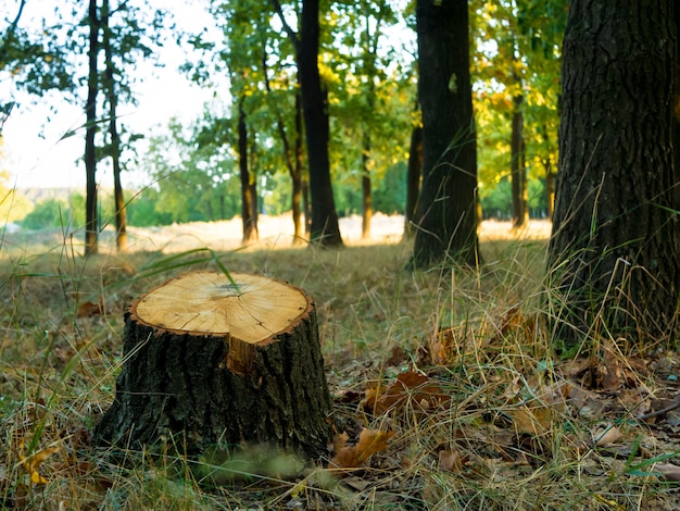 Premium Photo | Tree stump after cutting a tree in autumn forest.