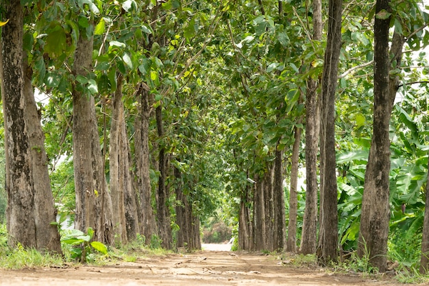 Premium Photo | The tree teak that shines between the beautiful and ...