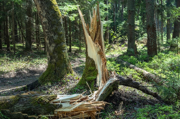Фото упавшего дерева