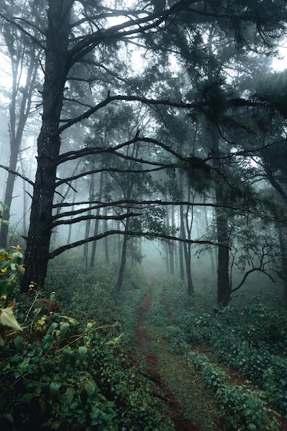 Premium Photo Trees In The Fog Wilderness Landscape Forest With Pine