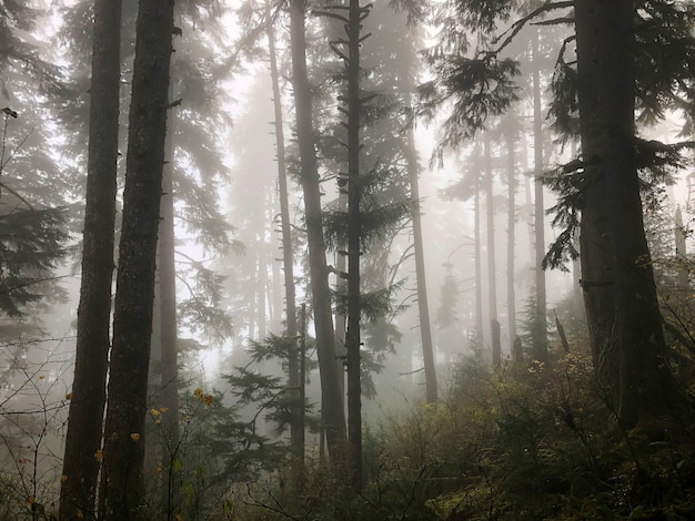 Free Photo | Trees of the forest covered in mist in oregon, usa