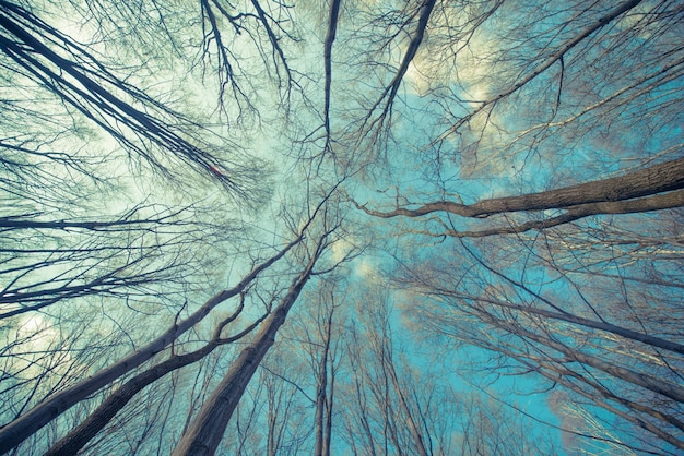 Trees web background Photo | Free Download