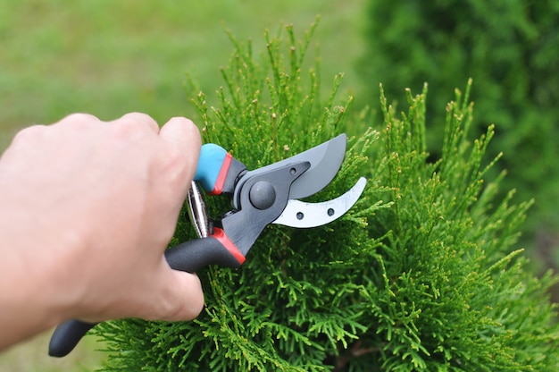 Premium Photo | Trimming and removing excess tree branches