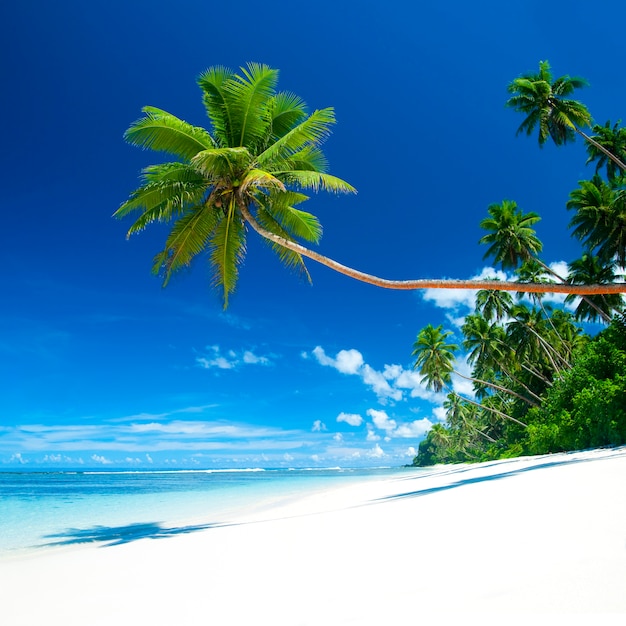 Premium Photo | Tropical beach on samoa