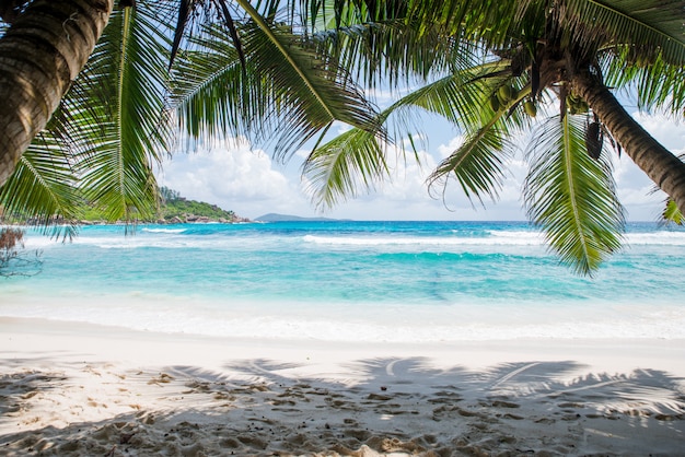 Premium Photo | Tropical beach with palm trees, crystal water and white ...