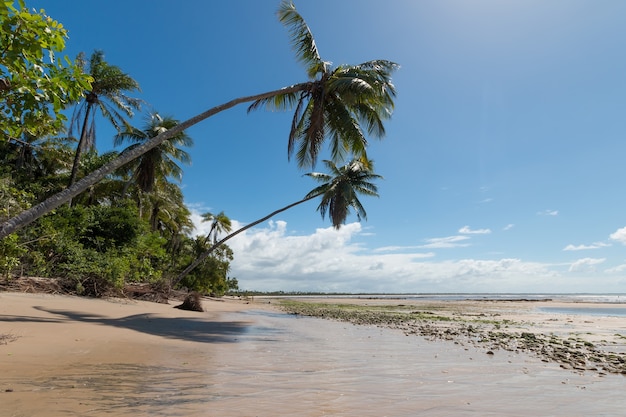 Premium Photo | Tropical beach with sloping coconut palms on boipeba ...