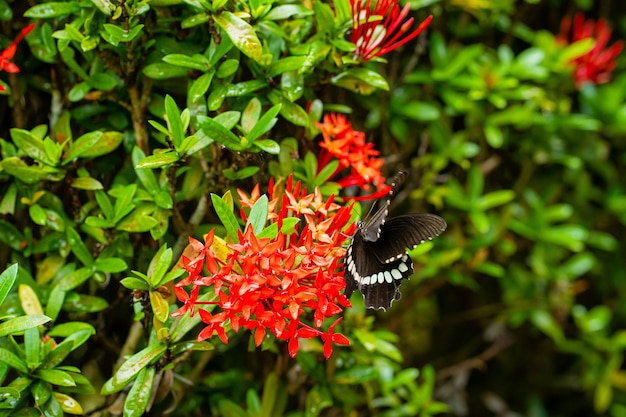 トロピカルバタフライは庭の花壇で花の蜜を飲みます プレミアム写真