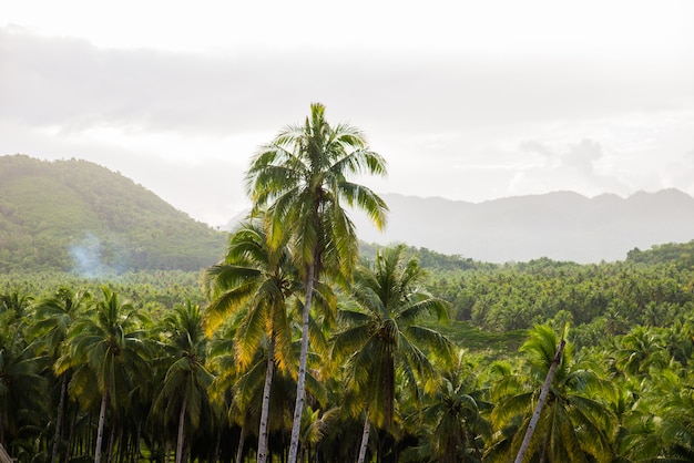 Premium Photo | Tropical coconut trees forest