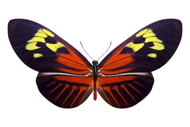 Нежные бабочки на белом фоне