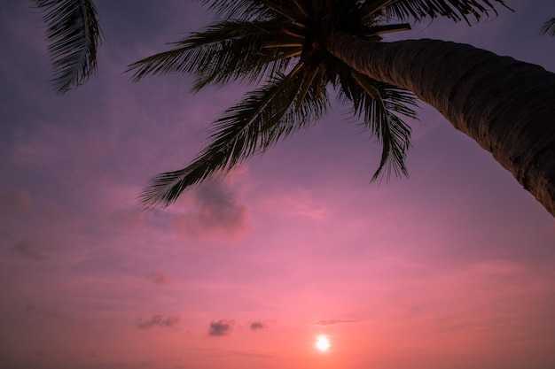 Premium Photo | Tropical and exotic palm trees on sunset colorful sky ...