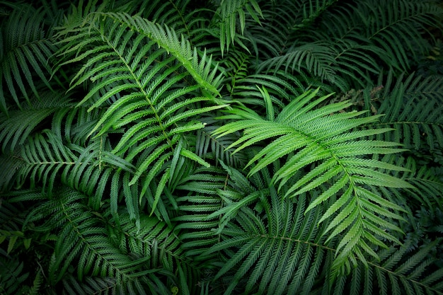 Tropical Fern Leaves Jungle Leaves Green Pattern Background